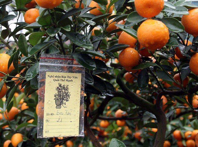 Quất khủng dáng long phụng, không bán chỉ cho thuê giá 50 triệu đồng